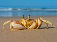 /album/animais-marinhos/carangueijo-do-mar-jpg/